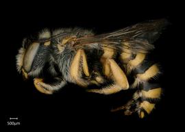   Anthidium oblongatum  male lateral habitus, photo: Chelsey Ritner 
